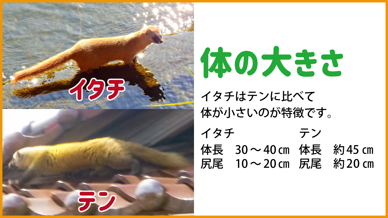 駆除ザウルス 害獣駆除のお悩みやご相談はお気軽にどうぞ イタチとテンはどう違う 今回は似た者同士のイタチとテンの違いをまとめました どちらも獰猛な性格をしているので注意しましょう イタチ テン チョウセンイタチ 二ホンイタチ シベリア 駆除ザウルス 害獣駆除のお悩みやご相談はお気軽にどうぞ イタチとテンはどう違う 今回は似た者同士のイタチとテンの違いをまとめました どちらも獰猛な性格をしているので注意しましょう イタチ テン チョウセンイタチ 二ホンイタチ シベリア