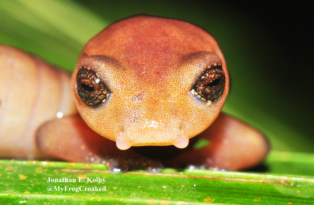 After  @USFWS enacted the 2016  #WildlifeTrade restriction to help keep this deadly fungus out of the US, it was found that frogs can also carry this " #salamander" pathogen. Thus  #frogs might be carrying 2 species of  #chytrid into the US (see  https://brill.com/view/journals/amre/38/4/article-p554_14.xml?language=en)  #SciComm (3/N)