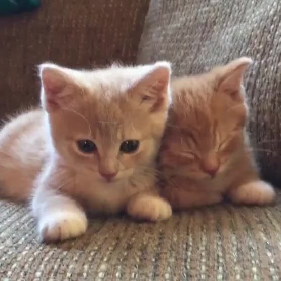 🐱 tweet media