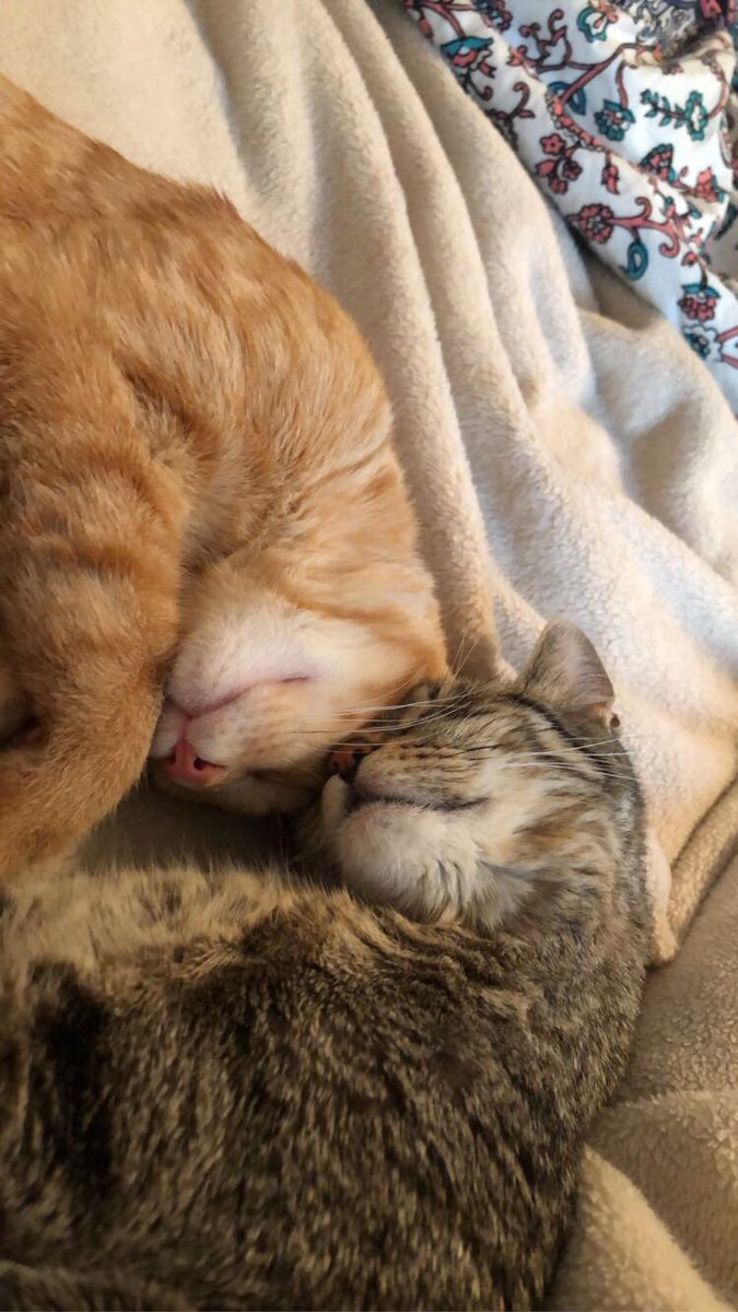 _cheyenne_h's tweet photo. Taking this opportunity to show off my sweet babies https://t.co/0VKZJQqaYk