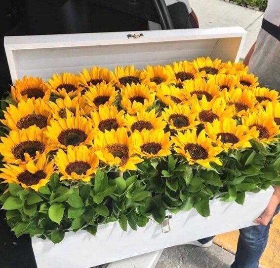 Sunflowers 🌻 tweet media