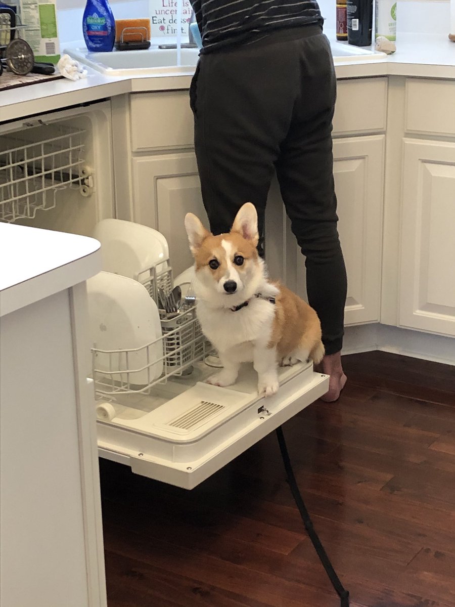 jennyc814's tweet photo. @dog_feelings Oliver the judgy corg does not approve of dishes to be loaded without his pre-rinse cycle https://t.co/D4epQe3awc