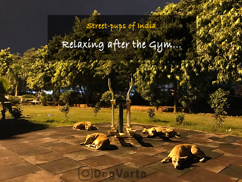oneindianpup's tweet photo. Dogs relax after a #workout.  @dogvarta https://t.co/r4JZ0azcuF 
#gym #gymlife #dogsoftwitter #dogs #pups https://t.co/cQXIIN1G0a