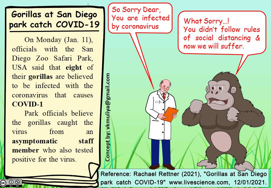 vkmuliya's tweet photo. #Scientoon on Gorilla infected with #Coronavirus that causes #COVID19. https://t.co/mDUH4elPcK