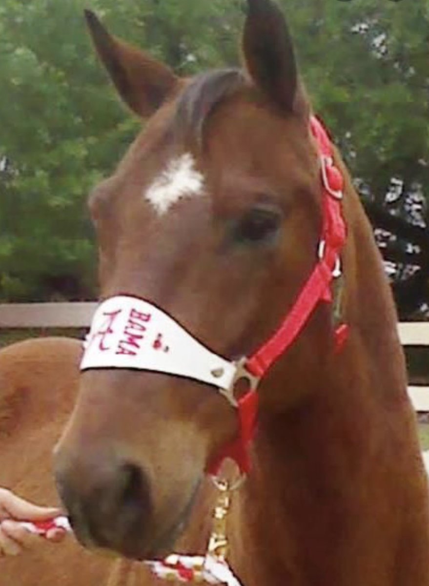 UACoachHusack's tweet image. The Bama horses ran wild and straight to the winner’s circle in Lexington tonight. Roll Tide ⁦@nate_oats⁩ ⁦@AlabamaMBB⁩ #WireToWire #Rainin3s #ThatsBama