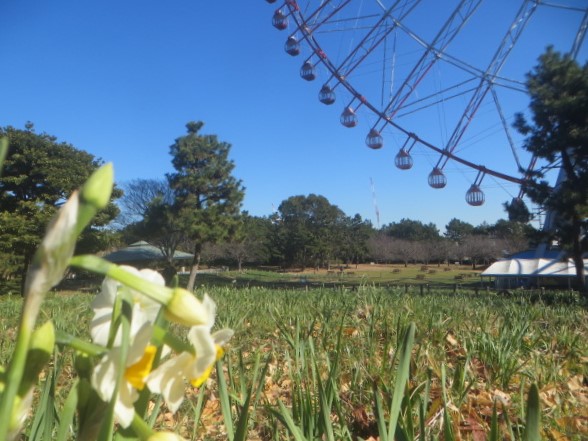 都立葛西臨海公園 水仙開花状況のお知らせ 本日の芝生広場の水仙花壇の様子です 今年はゆっくりマイペース 見頃までは当分お時間いただきそうです 開花情報またおしらせいたします 水仙 お花 葛西臨海公園