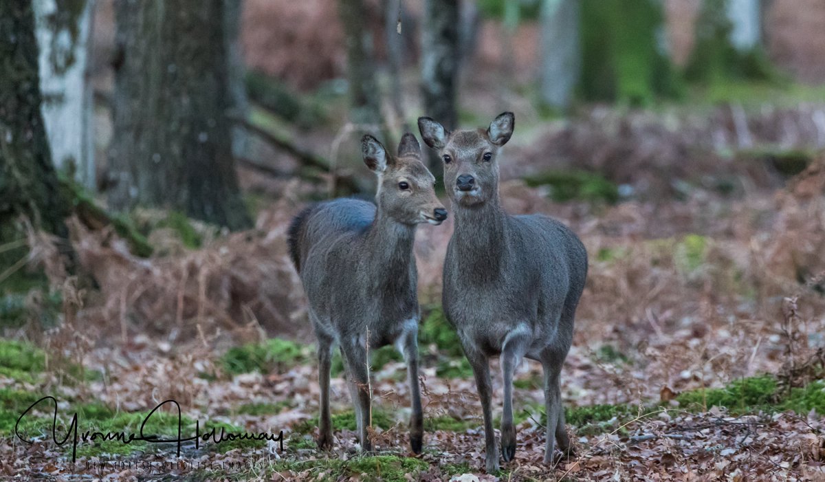 Curious Sika on the woods, all taken with a zoom lens, close to the village
<a href="/Natures_Voice/">RSPB</a>

<a href="/BBCSpringwatch/">BBC Springwatch</a>

<a href="/BBCEarth/">BBC Earth</a>

<a href="/WildlifeTrusts/">The Wildlife Trusts</a>

@wildlife_uk

<a href="/CanonUKandIE/">Canon UK and Ireland</a>

 #TwitterNatureCommunity  
<a href="/natureslover_s/">Nature Lovers</a>

 #BBCWildlifePOTD #eosrp

<a href="/NewForestNPA/">New Forest NPA</a>
