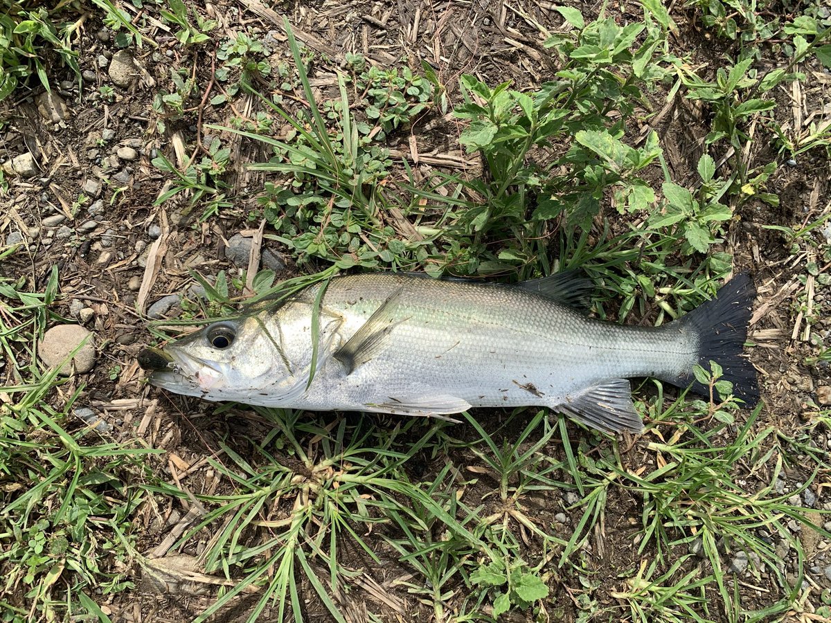 TkSeabass's tweet photo. bless60ssは流れ込み周りや、流れが澱んでる場所で強い印象
特に増水した水���の淀みなどはゴールドカラーのラトル入りのサウンドが強いなあ
#ヒフミクリエイティング #bless60ss #ラトル音 https://t.co/jbaBF2NaLZ