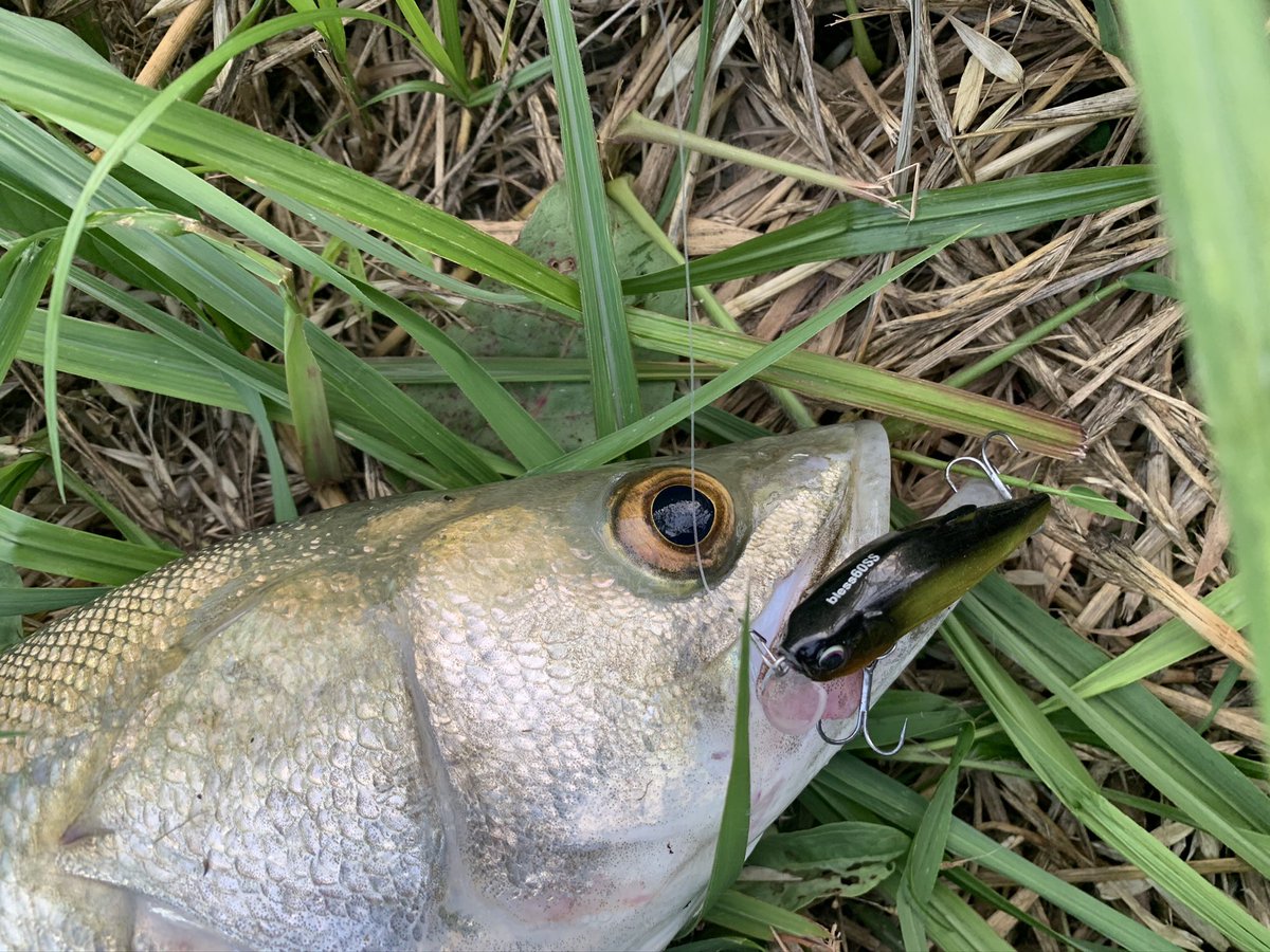 TkSeabass's tweet photo. bless60ssは流れ込み周りや、流れが澱んでる場所で強い印象
特に増水した水���の淀みなどはゴールドカラーのラトル入りのサウンドが強いなあ
#ヒフミクリエイティング #bless60ss #ラトル音 https://t.co/jbaBF2NaLZ