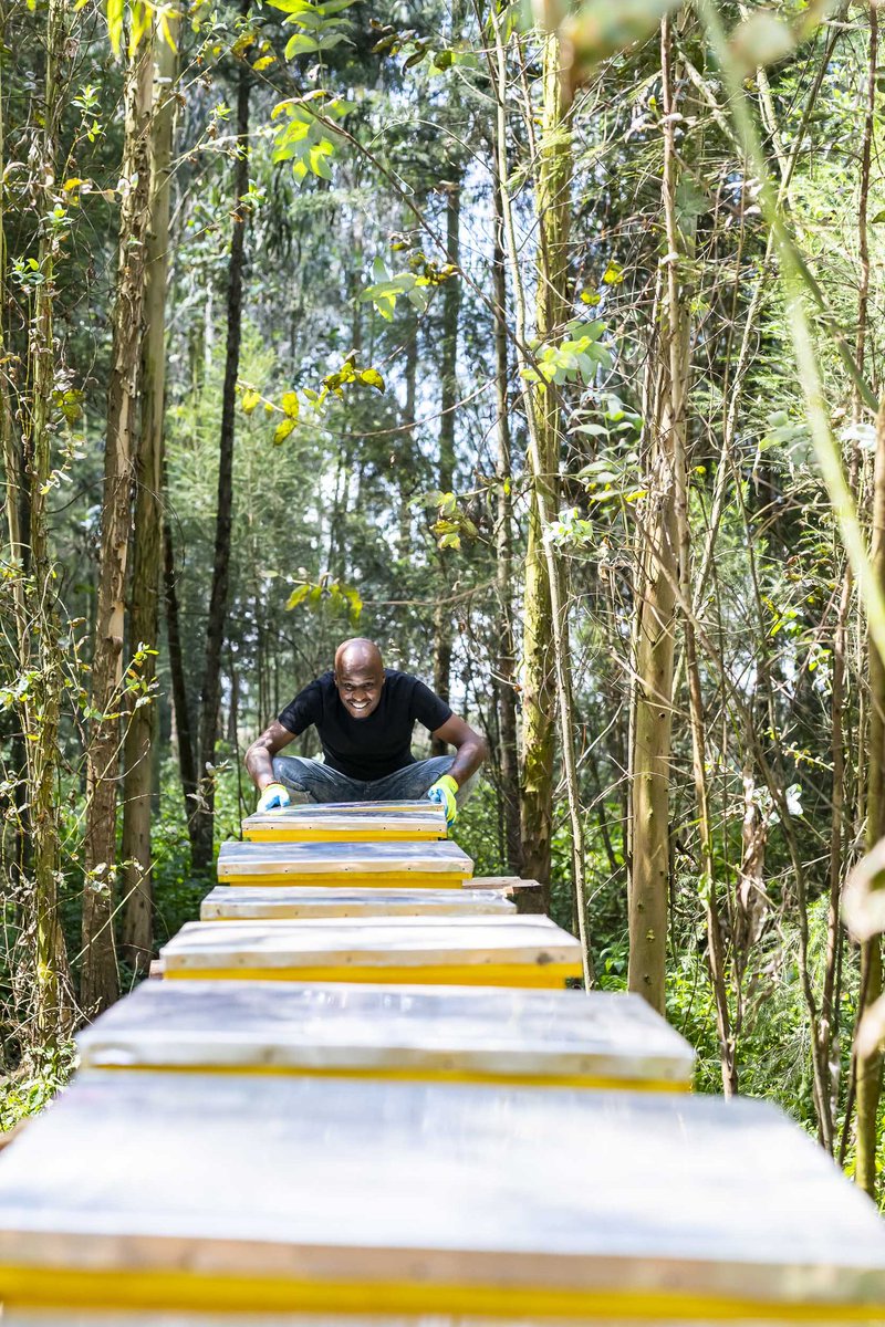 jasonruno's tweet photo. Kenya currently only meets about 15%-20% of her honey demand. One of my goals this year  is to help anyone who aspires to become a beekeeper. Feel free to reach out.. I'm happy to help. https://t.co/Bh93cdEQv5