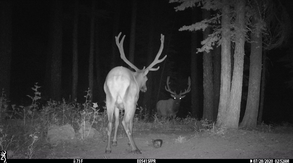 EaORTrailCam541's tweet photo. The stare down... #trailcamtuesday #StrikeForceHDPro @BrowningCams #trailcam #trailcamera #gamecam #gamecamera #huntingoregon #eotrailcampics #elk #bullelk #ihangcamerasontrees #trailcamology #trailcamtrophy #browningtrailcameras #browningcameras #youvegottoseethis https://t.co/pVGcjAUAwe