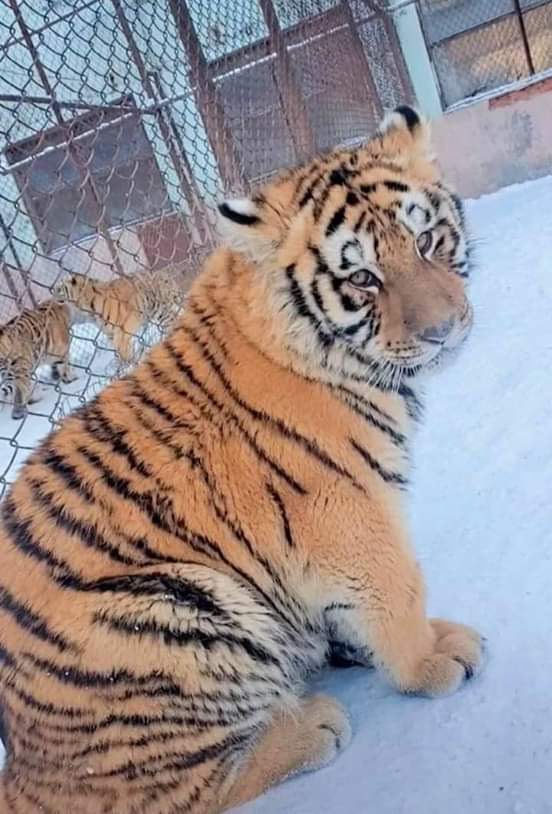 ulat_bulu_bulu's tweet photo. Ni ke harimau menangis tu? https://t.co/PHXFMwHFnC