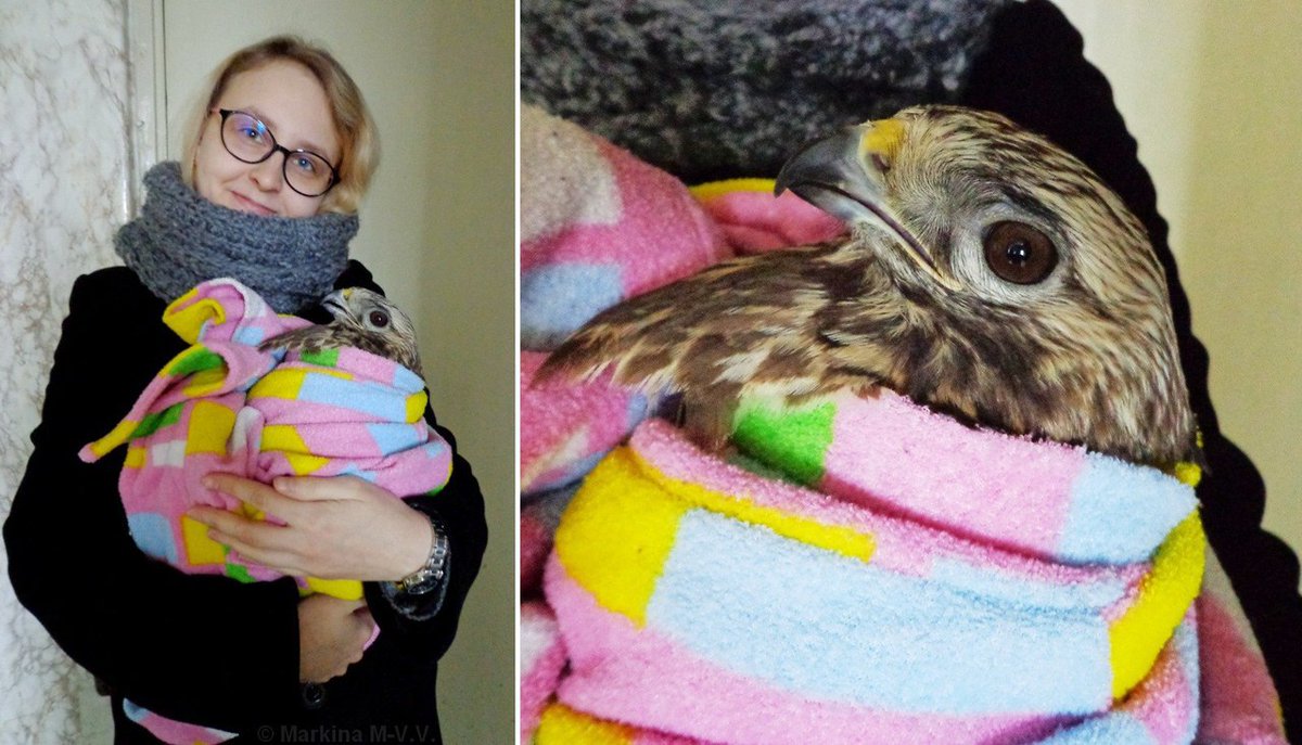 Ветеринарный врач из Москвы ​​Дарья Брагина лечит и спасает птиц, попавших в беду priderussia.ru/pomoshch/veter…