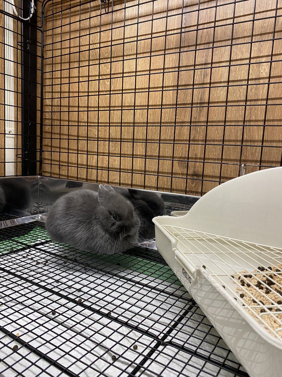 うさぎのしっぽ南町田グランベリーパーク店 今日は暖かいのでみんなねむねむ うさちゃんの香箱座り3連発 うさぎ うさぎのしっぽ 香箱座り 眠い ネザーランドドワーフ ブルー ブロークンオレンジ ブラックオター うさぎさん好き