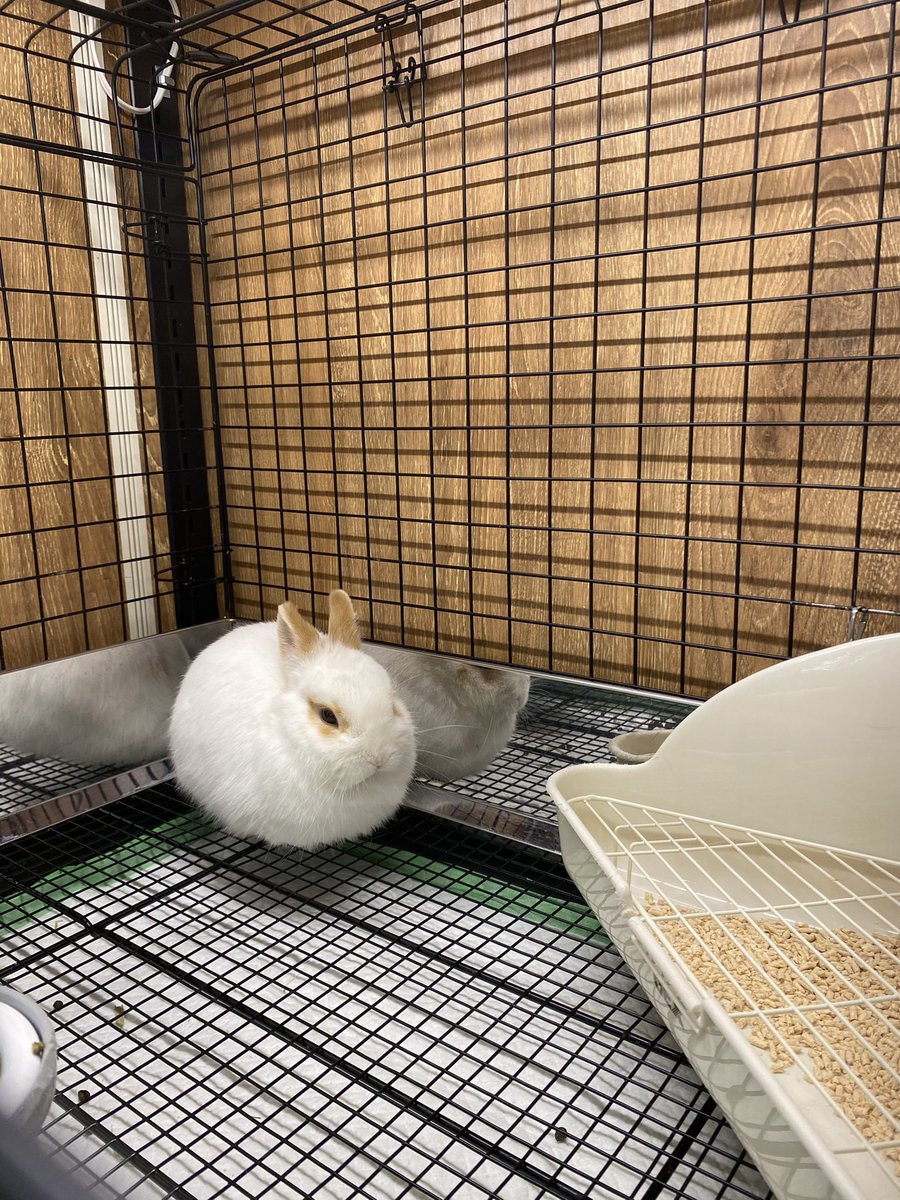 今日は暖かいのでみんなねむねむ…💤 うさちゃんの香箱座り3連発