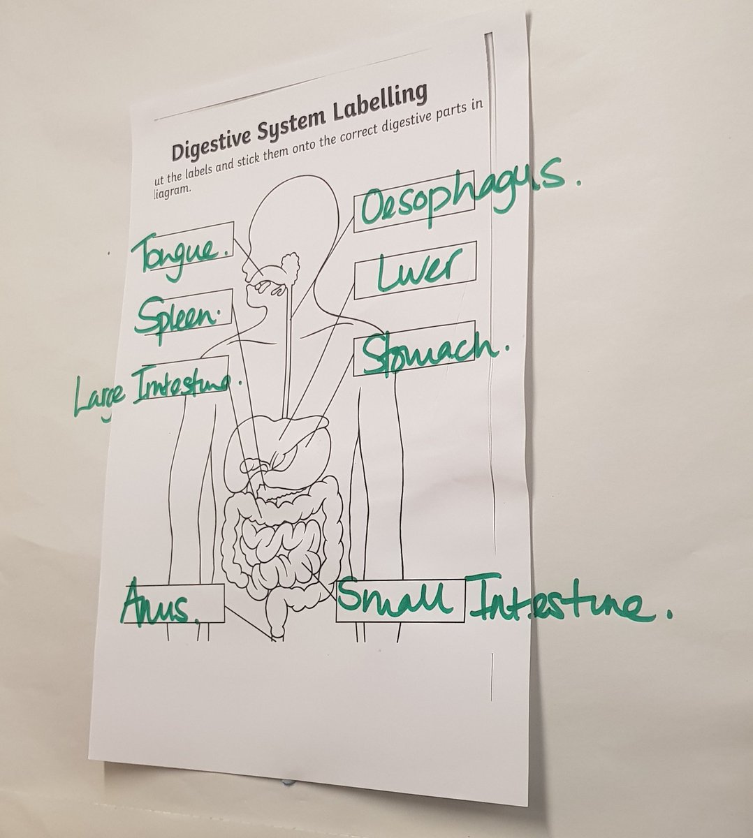 Doing some #crosscurricular learning - the digestive system is for #topiclessons, #englishlessons and #sciencelessons this half-term. The kids are loving it so far!

#EduChat #PGCEChat #EduTwitter #PrimarySchool #PrimarySchoolTeaching #TraineeTeacher