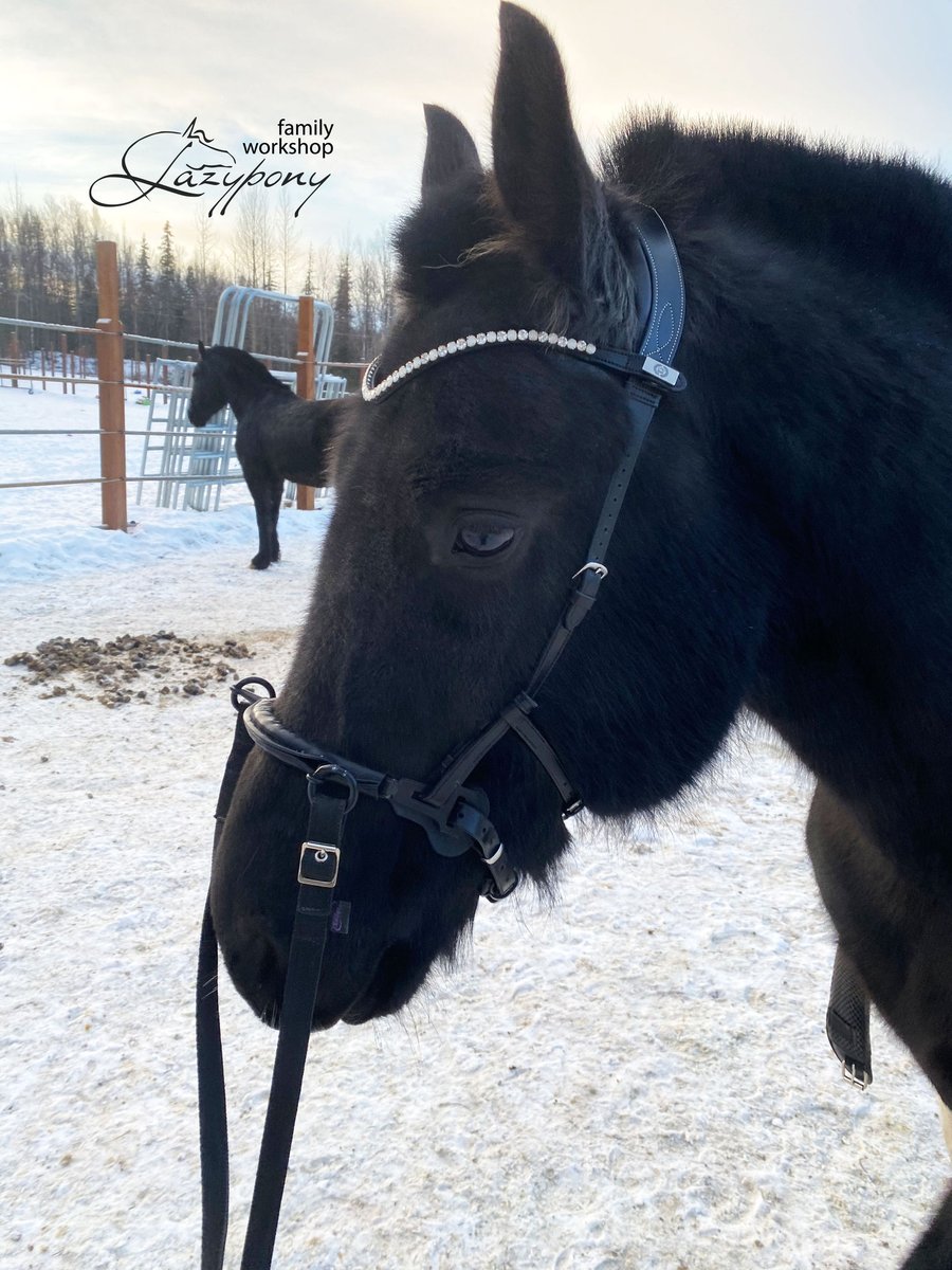 LazyponyES's tweet photo. Thanks to our customer Amanda from Alaska for the feedback on the leather cavesson noseband with chain.  Amanda opted for an all black case with two  rings. You can also order Laypony cavesson according to your needs. #lazyponyes #cavesson #bitlessbridle https://t.co/PasWQu4zYs https://t.co/ZXl0R0emPG