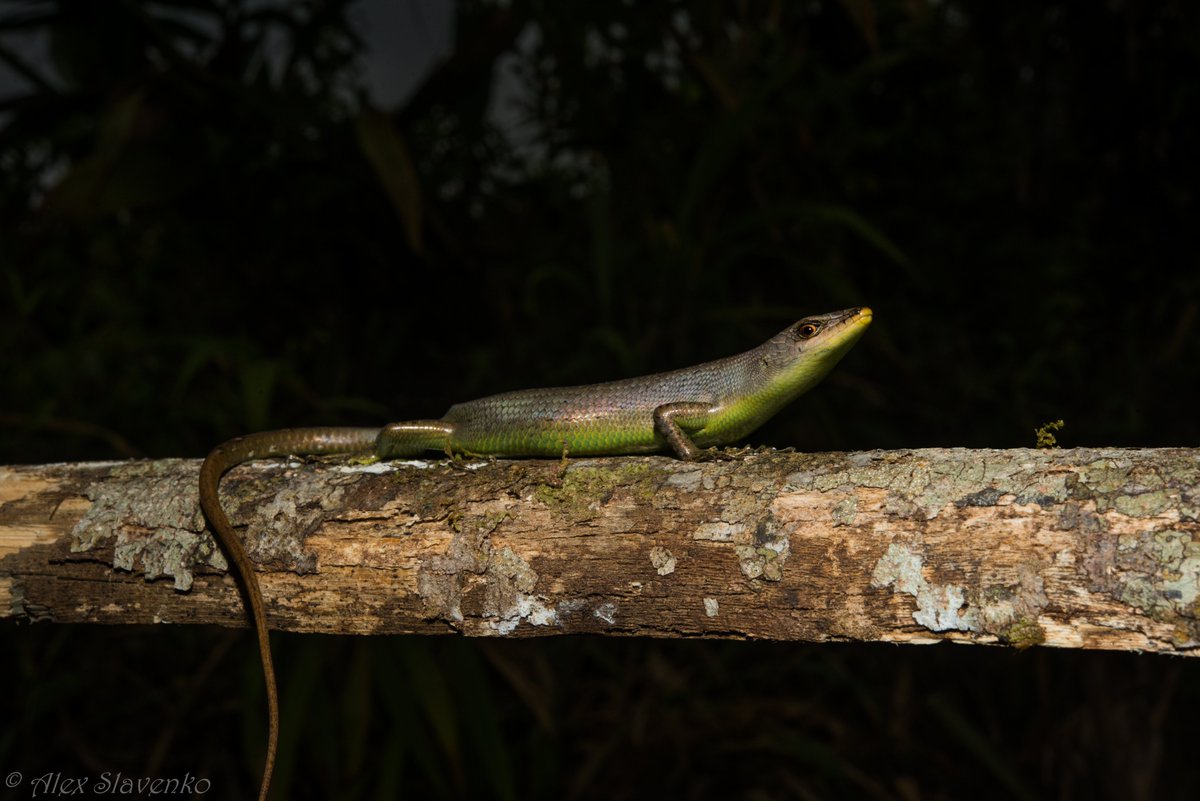 So I guess the main take-away is - these are remarkable animals, and we should study them more. Because we're doing a disservice to the entire world if we continue to neglect them.fin (12/n)