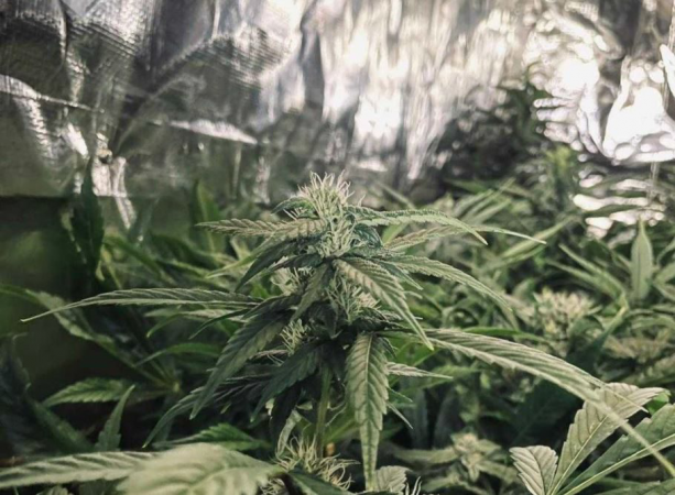 Wietplantage ontmanteld in Hengelo .