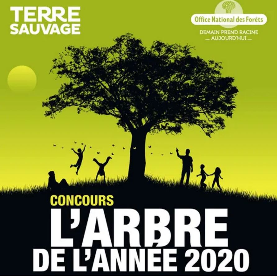 🌳Le jury du concours de L'Arbre de l'Année vient de décerner : le Prix du Public, le Prix du Jury et un Prix Coup de Cœur. 

🌿Avec un record de 32 766 votes, le public s’est fortement mobilisé cette année. 

🌲Retrouvez ces arbres lauréats sur le site arbredelannee.com !