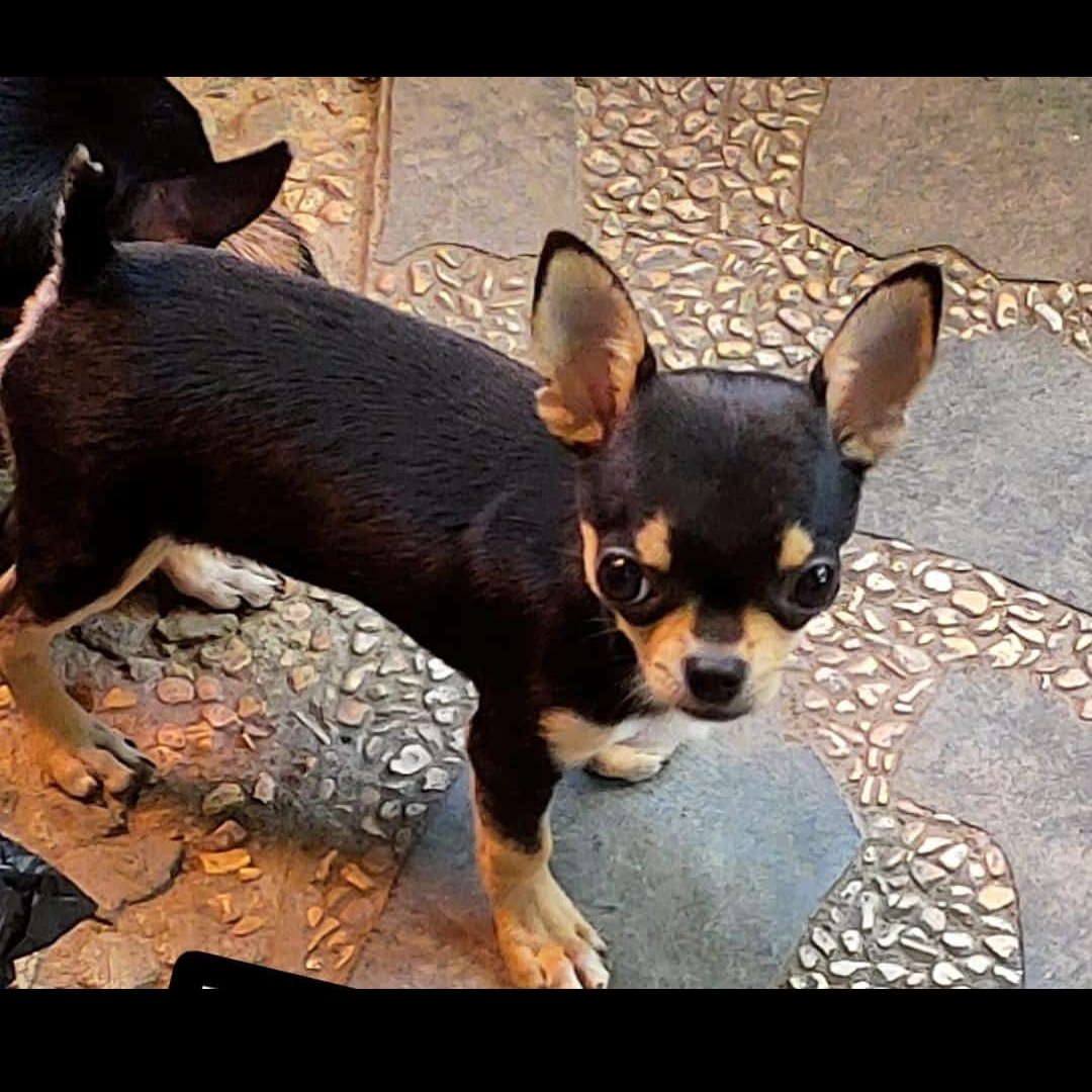 nk_kusuma's tweet photo. Dicari anjing hilang, berjenis chihuahua cowok umur 5 bulan namanya micky, hilang disekitar jalan Sutoyo br.gemeh, bagi yang menemukan silahkan dm dan akan kami beri imbalan 🙏🏻🙏🏻🙏🏻
@BaleBengong  @kismin666oys https://t.co/bPQZQSAs2J