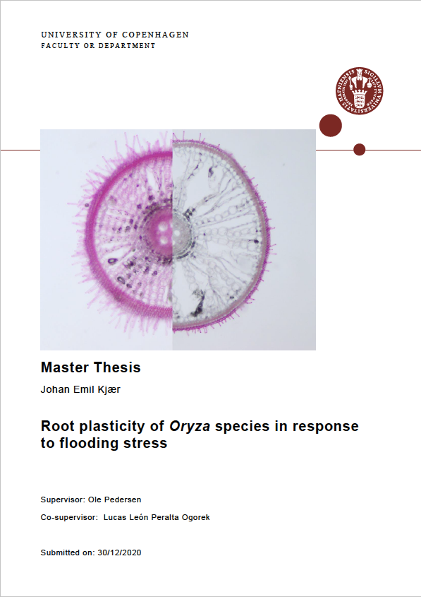 FBL_UCPH's tweet photo. #MScDefense today. Johan Emil Kjær has studied response to #flooding in wild and cultivated #rice species. The findings may be helpful for identifying species with desirable traits which can be used to improve cultivated rice.
#Oryza #aerenchyma #RootBarriers https://t.co/boCc4gGbvY