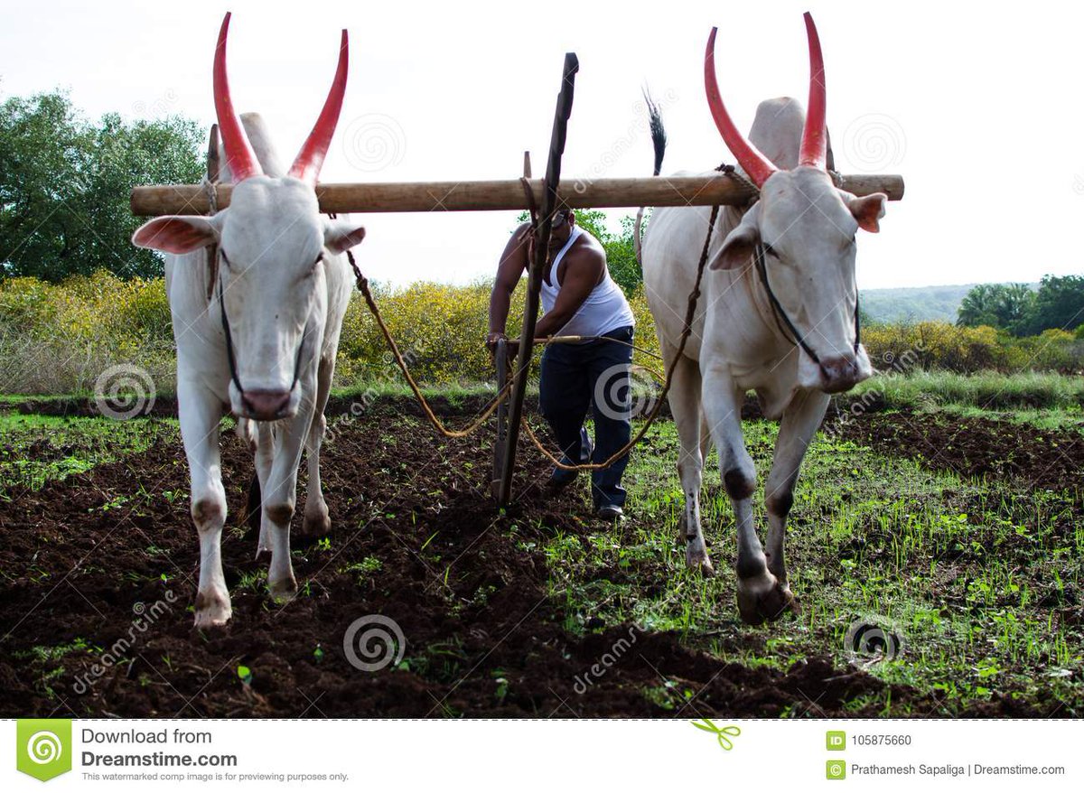 And the Goddess resurfaces in the 20th century, miraculously emerging in front of a Brahmin, Devulapalli Ramamurthy Sastry in the agraharam village of Timmarajupalem when he was ploughing the fields in the year 1936.