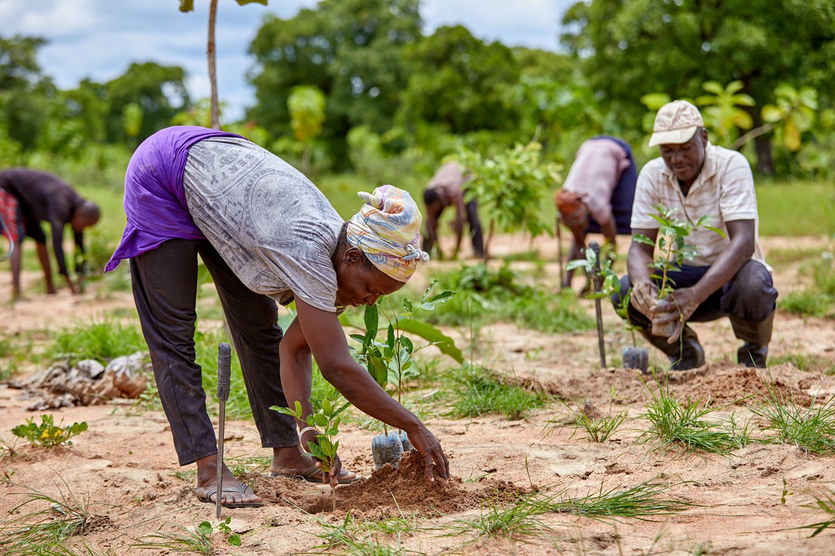 We’re so proud to be donating 1% of all Evolved profits to <a href="/TREEAID/">Tree Aid</a> to help support local communities in the drylands of Africa to plant trees and grow themselves out of poverty 🌍🌱🍓