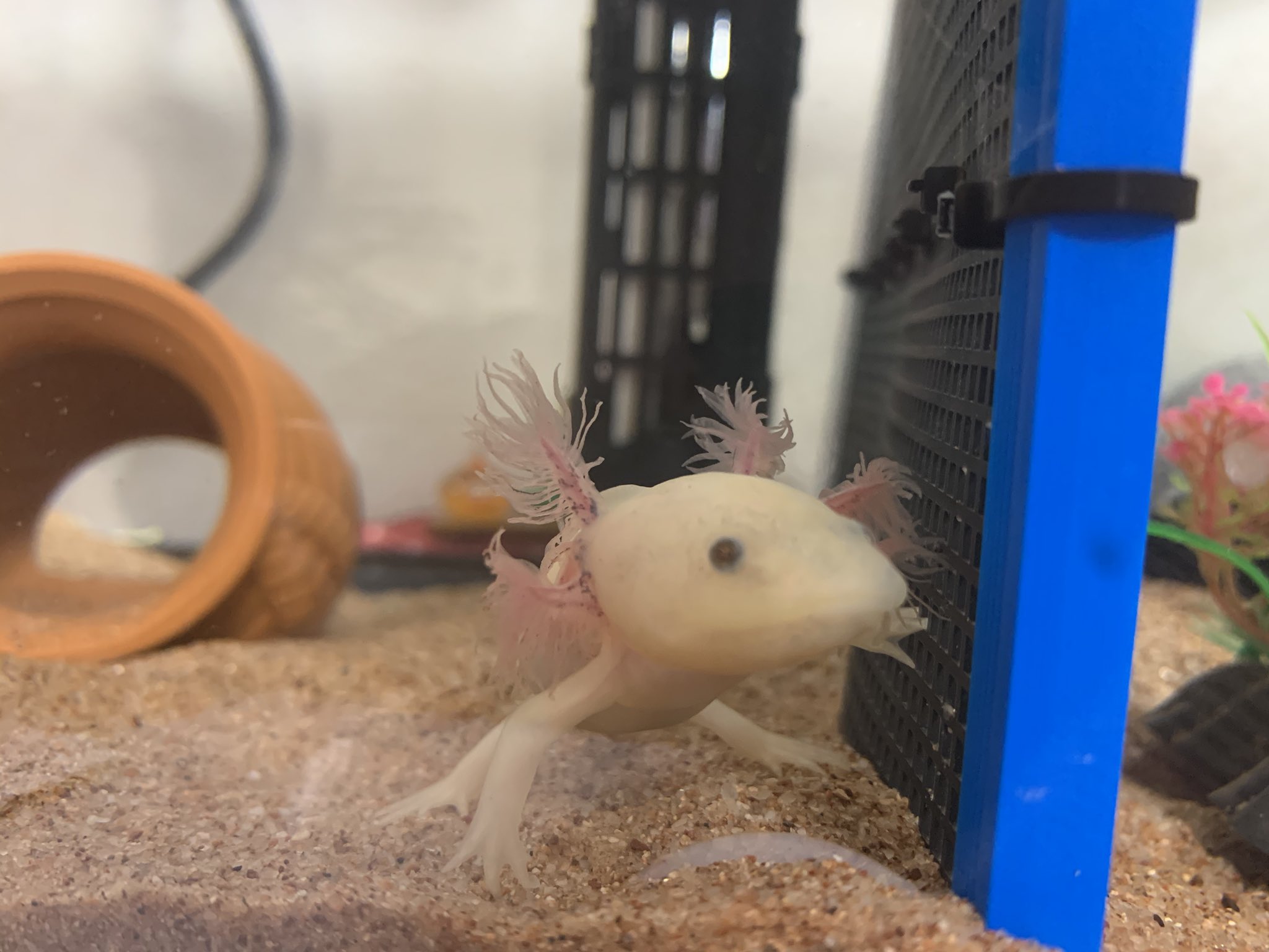 とぉこ 教えてください 今ニパが鰓を掻いているので見てみたら 右真ん中の外鰓がいつも以上に折れていて 写真だと見にくいけど 鰓の先っぽに血 のような小さいものが複数付いています どうしたらいいですか ウーパールーパー T Co