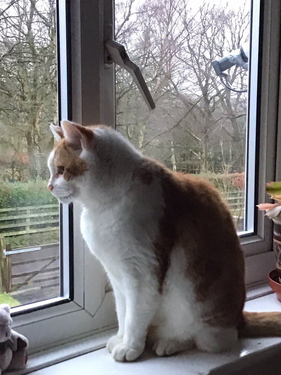 💔It is with a very heavy heart that we had to say goodbye to our endlessly loved Sam this morning.  He was taken poorly at the end of last week, and the kindest but most difficult choice had to be made, what was best for him
It doesn’t make it any easier
He was 17 3/4 😢💔🌈🙏🐾