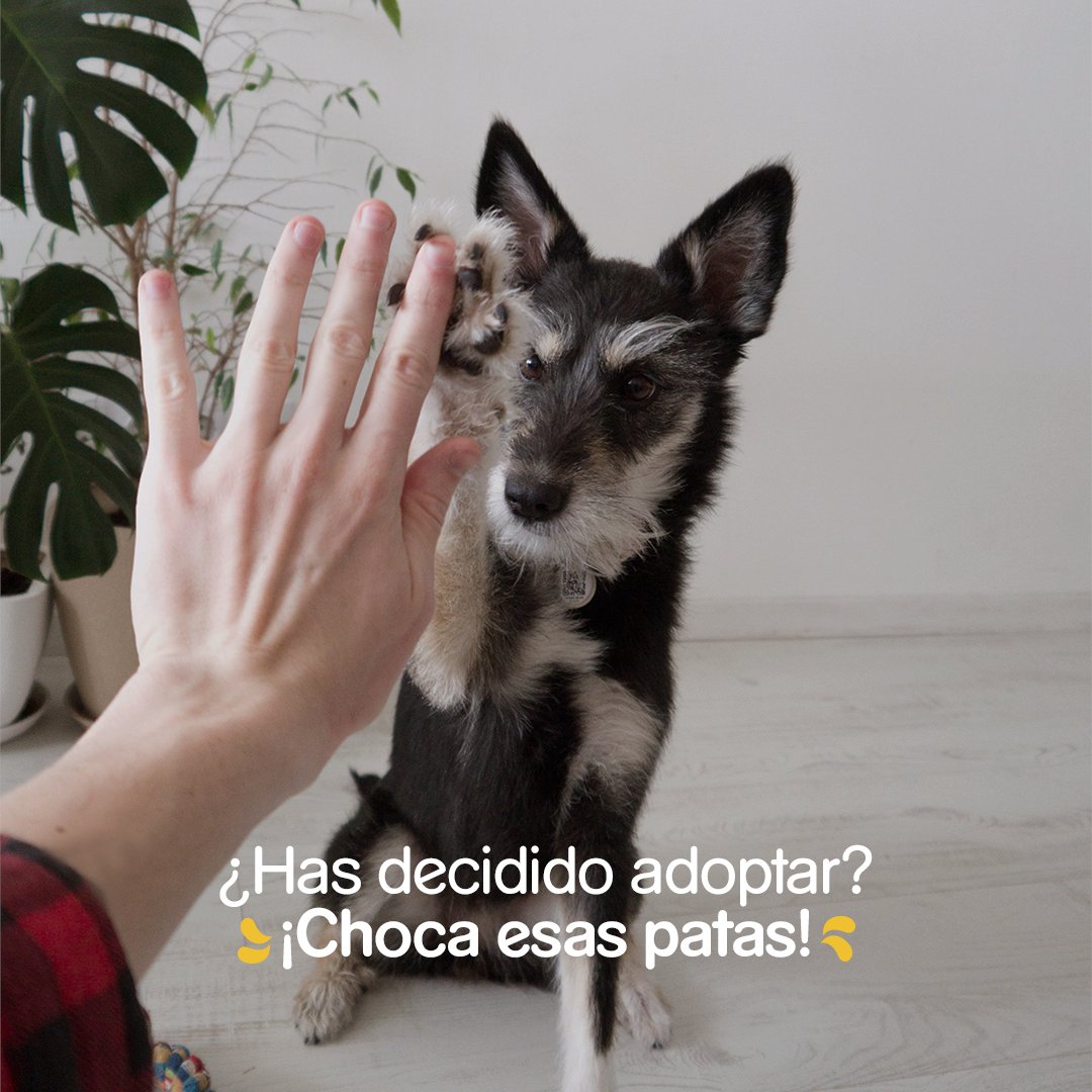 Hay decisiones que, de entrada, son ganadoras. Como la adopción. Cuéntanos, ¿cómo se llama tu mejor decisión?