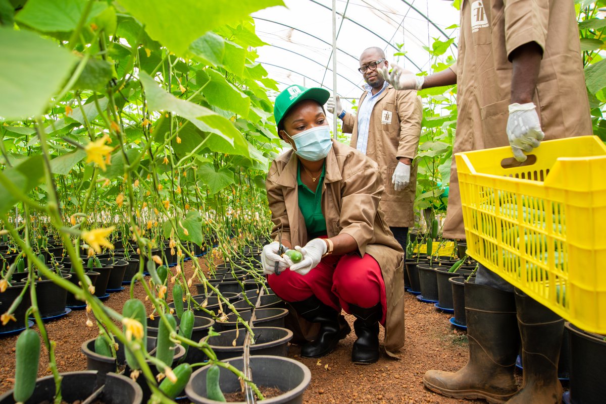 Everyone at #FlourishFarms believes that food produced organically and with best farming practices is healthy for us and the planet. Reason you should get your vegetables from us because you’ll be enjoying fresh crops that are better for you and kinder to the environment.