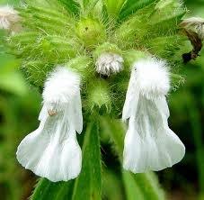 Mahadeva. Thumba flowers were not taken for Shiva Pooja. Saddened to this Thumba prayed sincerely and Mahadeva appeared before her.She was surprised that Shiva had appeared before her. Instead of saying that she wants to under his feet always, she said @SriramKannan77