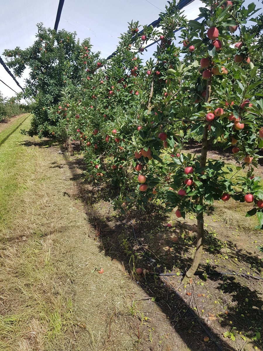 Afternoon in the orchard pegging an apple residue trial ! Unreal looking crops around Stanthorpe which is great after the tough years ! <a href="/kalyx_australia/">Eurofins Kalyx</a>
