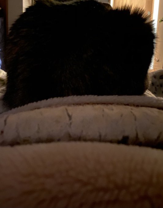 猫暖房って朝言ってたみんな‼️‼️
実態はこれだぞ‼️昼寝した瞬間‼️この胃の苦しさは猫飼ってる民しかわかるまい。 