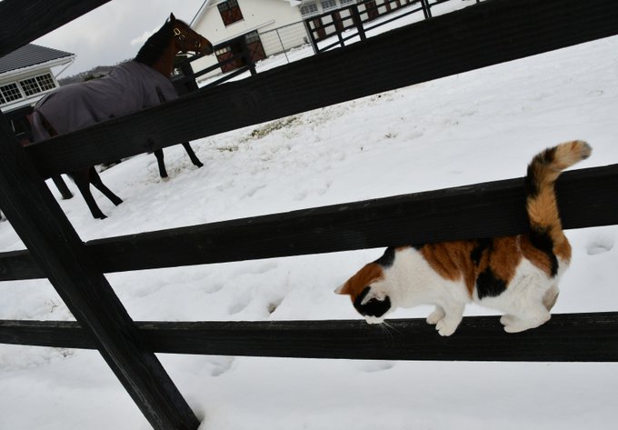 パカパカ工房💉ワクチン2回接種済(@pakapakakobo)/Page 29 - Twilog