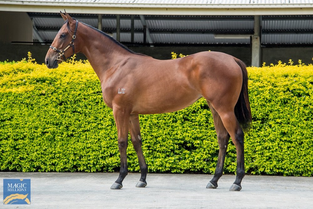 SpicerTbreds's tweet photo. Delighted to secure this lovely filly by Deep Field💥
She has all the hallmarks of Snapdancer & Commanding Jewel 👊 heading into the @LSmithRacing stables
@mmsnippets
@NewgateFarm #canwalk https://t.co/LQjRhyeHQK