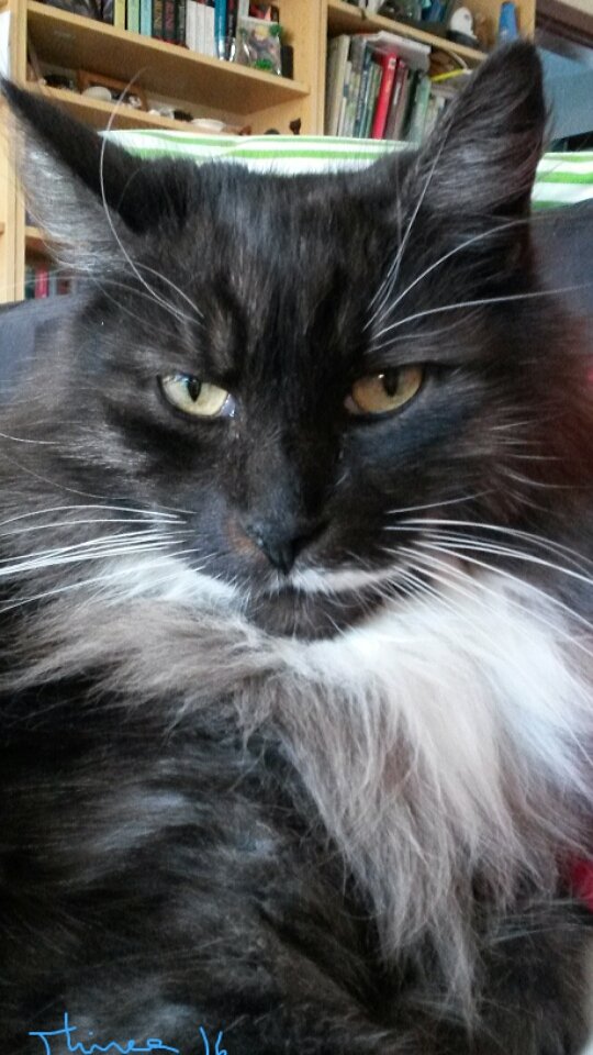 Good morning, pawsies. Sorry for not checking in yesterday. Mum's pretty sick with colitis. But we'd like to pay tribute to our Spook, who 2 years ago yesterday Jan 12, crossed the Bridge, after a short brave struggle with a very aggressive cancer. Run forever free, weeti Spook.