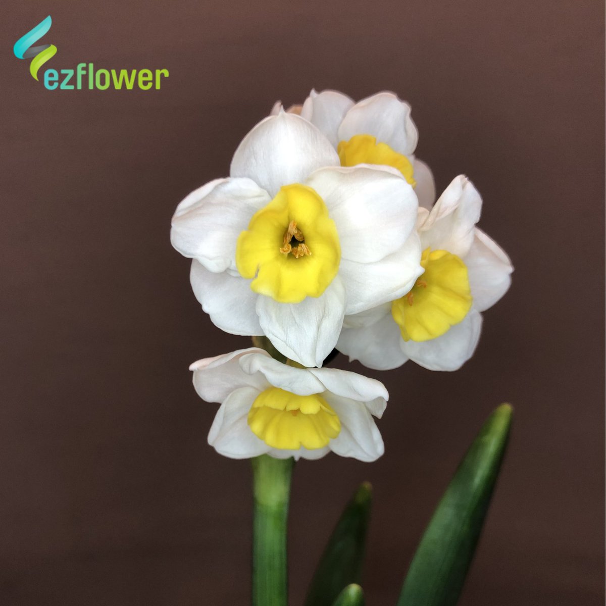 ez_flower's tweet photo. Spray Narcissus Avalanche.......
Love it ! #flower #flowers #flowerstalking #flowerlove #flowerphotography #flowerlover #floralphotography #floraldesign #floralstyling #floralarrangement #floraldesigner #floralfix #florallove #florallife #floral #ezflower #flowerwholesale https://t.co/8aAOrHFeh0