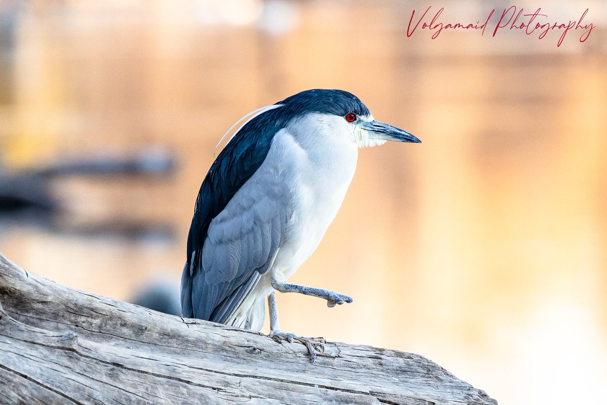 volgamaid's tweet photo. Night heron. 💗💗💗 https://t.co/2Zh9BpTTDI