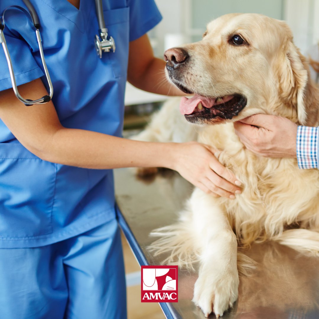 amvac_vet's tweet photo. Ahora que el año ha comenzado y la Navidad ha terminado oficialmente, ¿Qué mejor momento para llevar a tu mascota a una revisión veterinaria? 🤩 Recuerda que un control periódico de la salud del animal es fundamental para anticiparse a enfermedades y mejorar su bienestar 👩‍⚕️✅ https://t.co/JI0JpMSbUJ