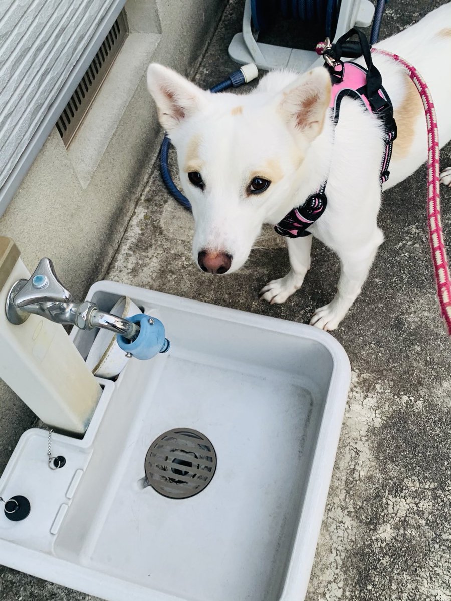 雑種犬かわいい