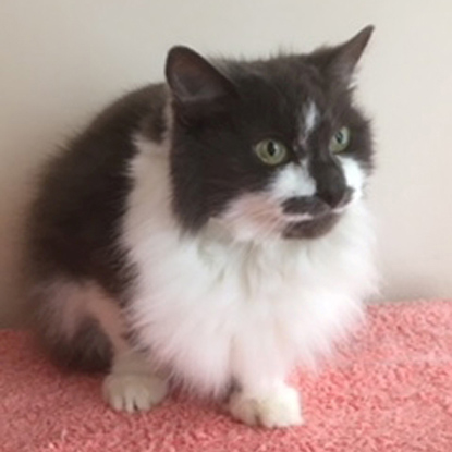 MP <a href="/AndrewRosindell/">Andrew Rosindell MP 🇬🇧🏴󠁧󠁢󠁥󠁮󠁧󠁿</a> is campaigning for more pets to be able to live with their owners in rented accommodation. We believe #APetInEveryHome is a great initiative and would help avoid tragic tales like Baggy’s: bit.ly/petineveryhome…