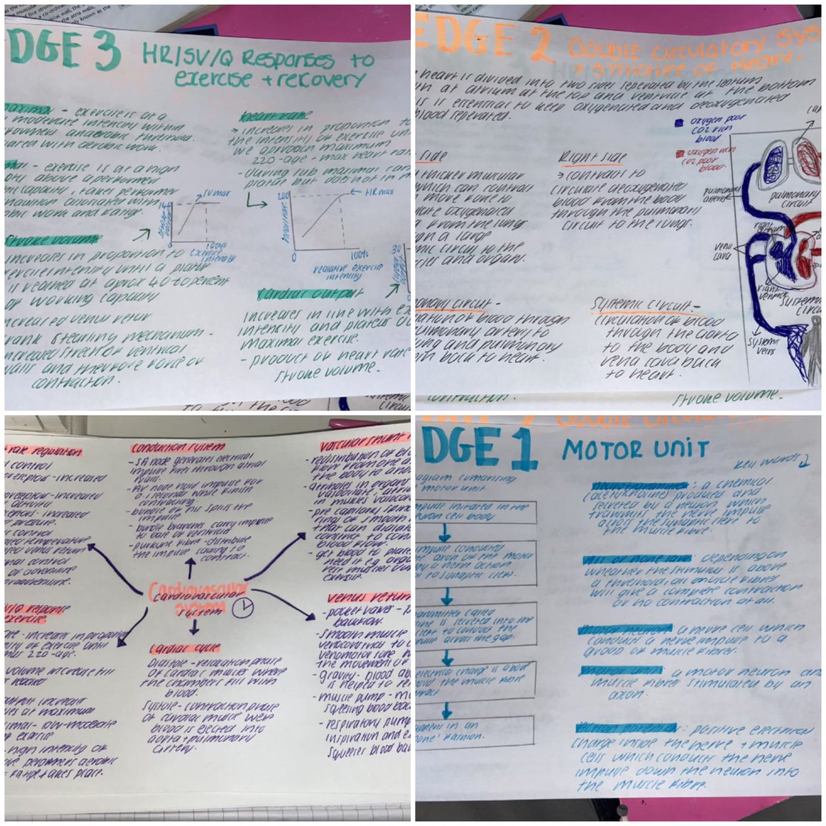 NunthorpeSPORT's tweet image. An excellent example of work produced by L. Rodgers in our A-Level PE group, Well done and keep it up #ALevelPE #Lockdownwork