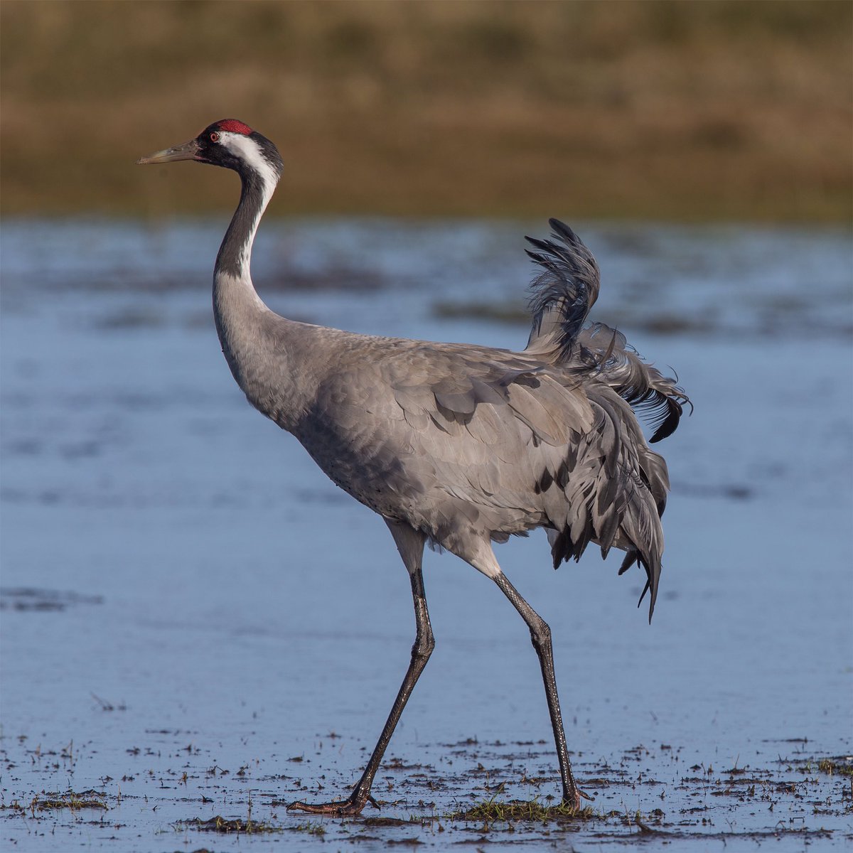 Crane extinct 1542 recolonised Broads Norfolk 1981going to see them in mid 1980s when it was still fairly secret was thrilling https://www.researchgate.net/profile/Andrew_Stanbury/publication/289908650_The_changing_status_of_the_common_crane_in_the_UK/links/5c8f6102a6fdcc38175a9303/The-changing-status-of-the-common-crane-in-the-UK.pdf?origin=publication_detail