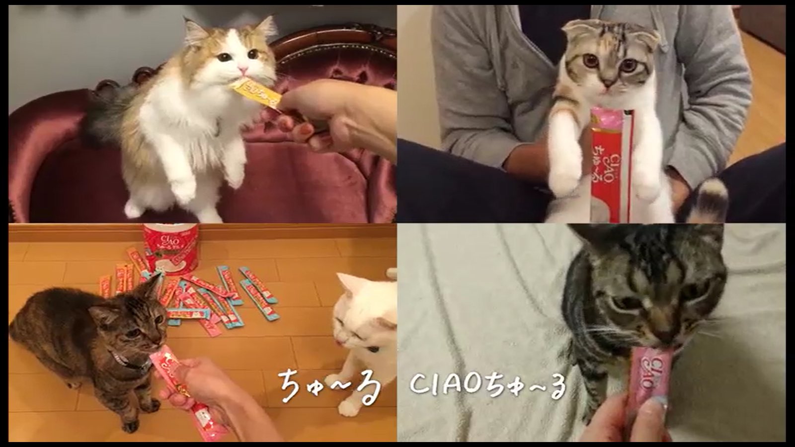 いなば Ciao ちゅ る Ciaoちゅ る３分cmが流れます たくさんの猫ちゃんが出演してくれているciaoちゅ る３分 Cmの第一弾が なんと 明日1 14 木 よる6時25分から放送のテレ
