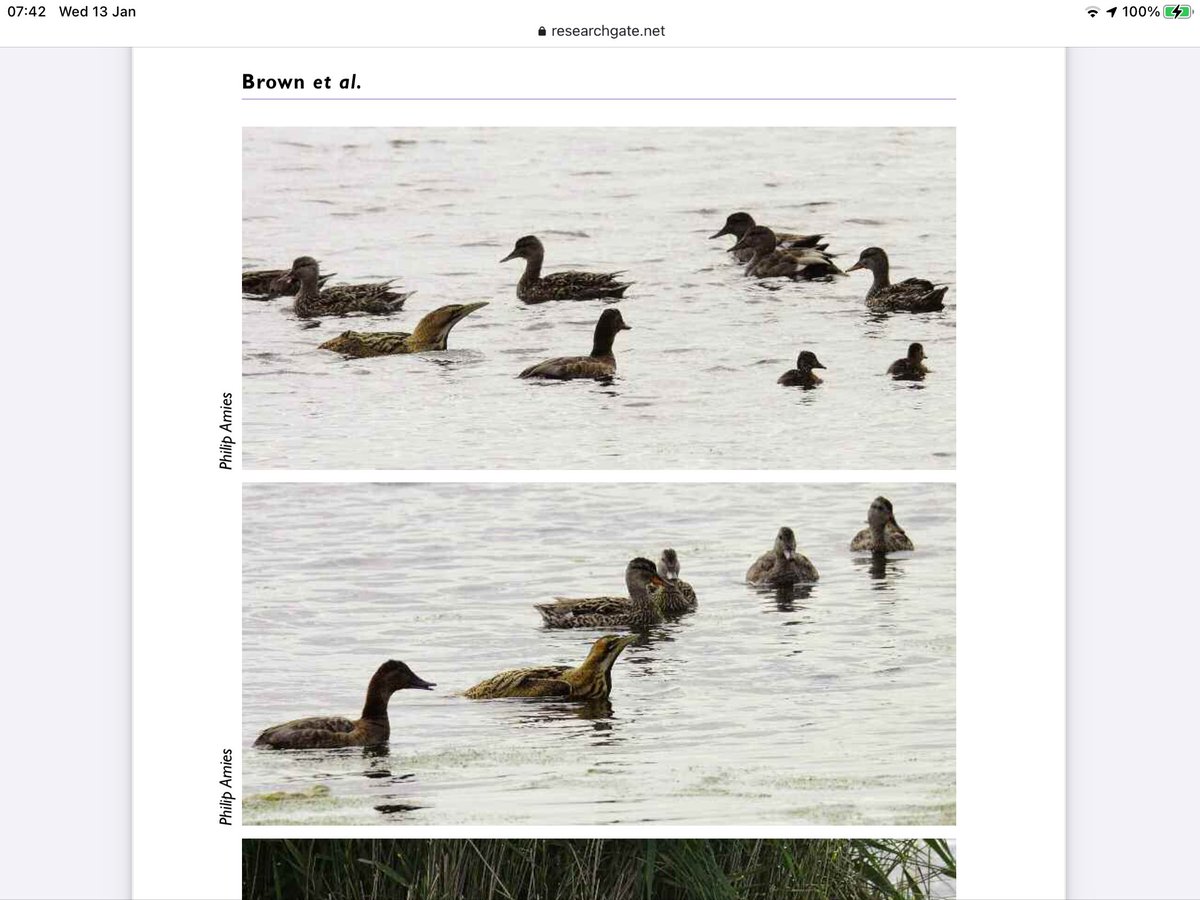 Bittern, lost 1880s recolonised by 1911 https://www.researchgate.net/profile/Simon-Wotton/publication/283080549_Bitterns_and_Bittern_Conservation_in_the_UK/links/5cc806294585156cd7bbcad4/Bitterns-and-Bittern-Conservation-in-the-UK.pdf?origin=publication_detailPerhaps first photo taken of a not yet able to fly young bittern swimming across a pool to join calling mother, females rear without male (my photo)