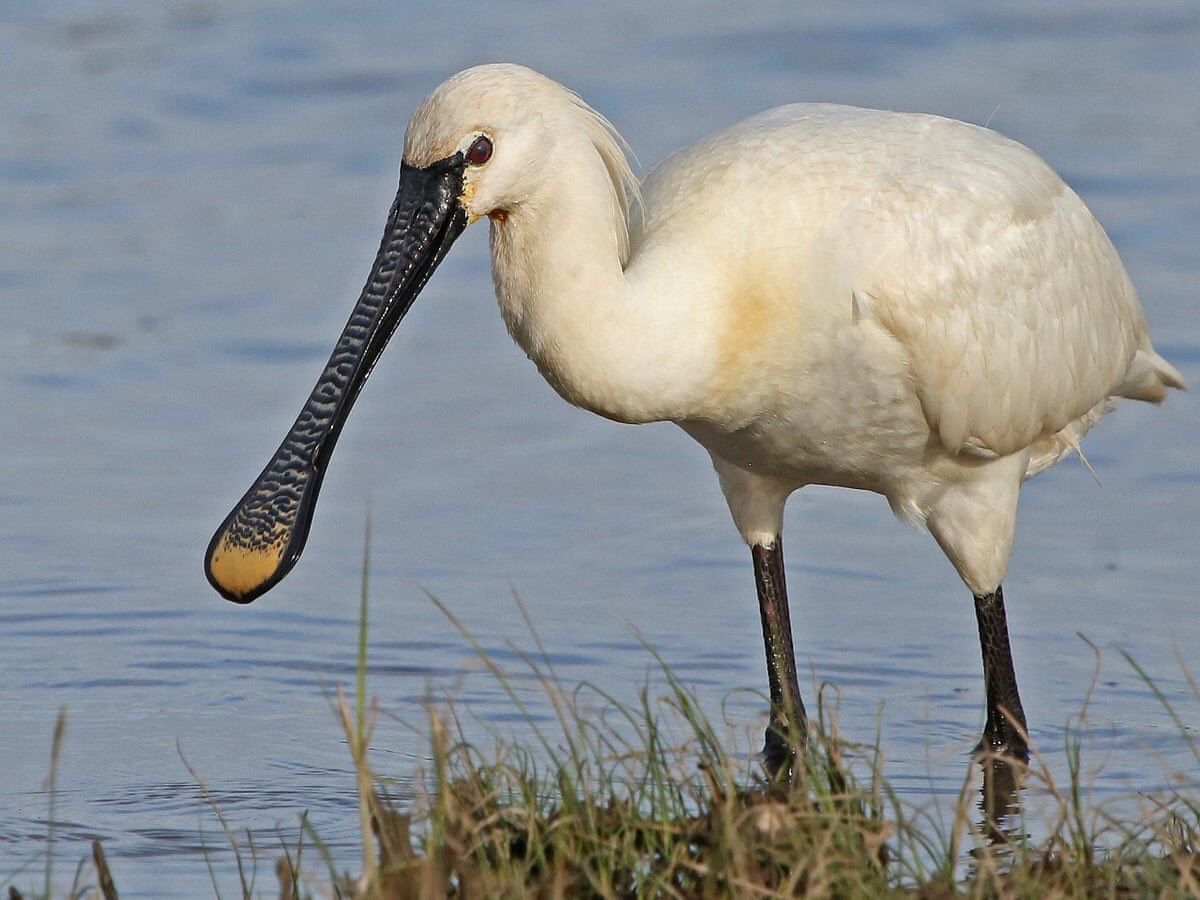  https://www.researchgate.net/profile/Luis_Cano-Alonso/publication/336149741_IUCN-SSC_Stork_Ibis_and_Spoonbill_Specialist_Group_Special_Publication_2_Proceedings_of_the_IX_Workshop_of_the_AEWA_Eurasian_Spoonbill_International_Expert_Group/links/5d9b74dfa6fdccfd0e8101d9/IUCN-SSC-Stork-Ibis-and-Spoonbill-Specialist-Group-Special-Publication-2-Proceedings-of-the-IX-Workshop-of-the-AEWA-Eurasian-Spoonbill-International-Expert-Group.pdf?origin=publication_detail