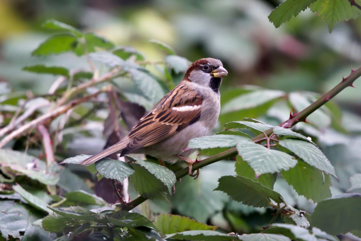 LefterisJP's tweet image. Good morning🌤️!

Wishing you a great day ahead with a close up 📸 of a male house sparrow(🇩🇪Haussperling🇬🇷Σπιτοσπουργίτης🇵🇱Wróbel) from #Berln.

#birding #birdwatching #birdwatchingphotography #birdphotography #TwitterNatureCommunity #wildlife #photography #wildlifephotography
