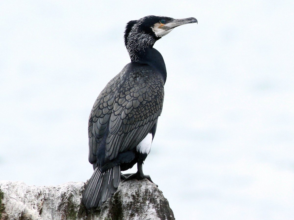 Cormorantlack of persecution and habitat restored the lost inland freshwater population